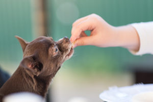 dog vitamins - what are the best